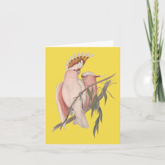 Cartão Australian Galah Card John Gould (Frente)