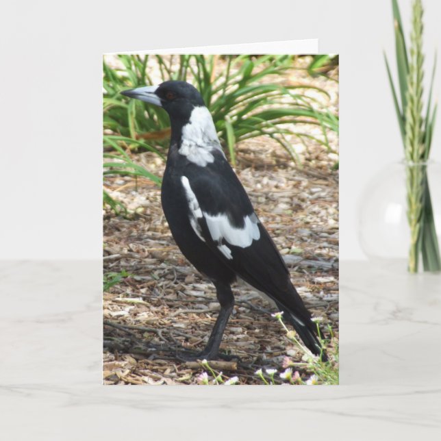 Cartão Australian Magpie Greeting Card (Frente)