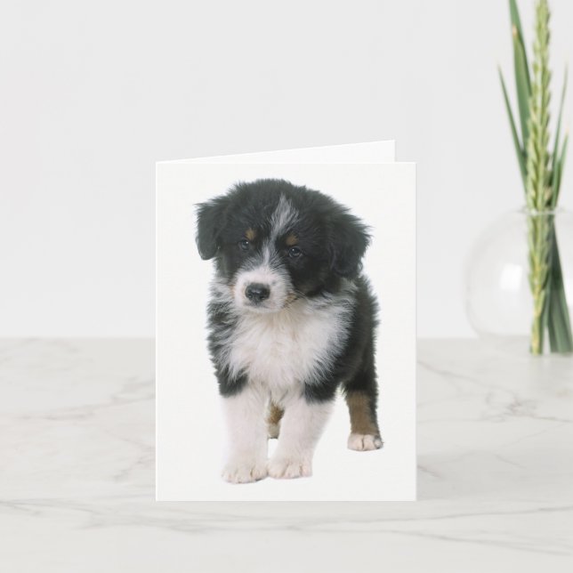 Cartão Australian Shepherd Aussie Puppy Dog  Hello Love (Frente)
