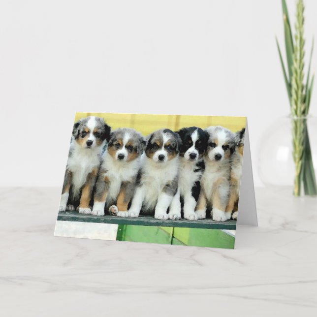 Cartão Australian Shepherd Puppies Blank Greeting Card (Frente)