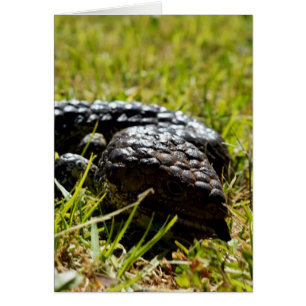 Cartão australiano Blue Tongue Lizard,