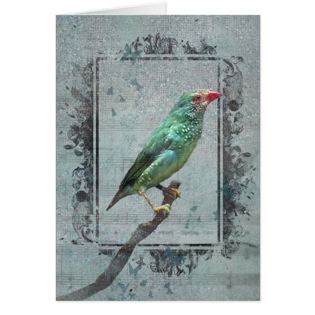 Cartão Australiano Star Finch sobre Música (Frente)