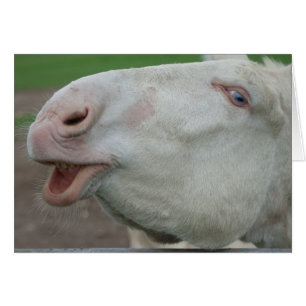 Cartão Áustria - Burro Branco Húngaro