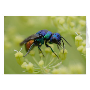 Cartão Austriaca de Chrysis