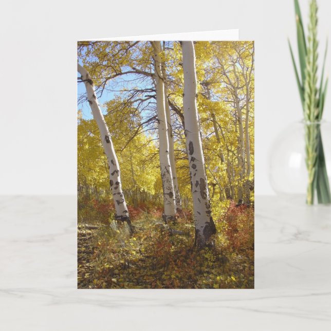 Cartão Autumn Aspen All Occasion Greeting (Frente)