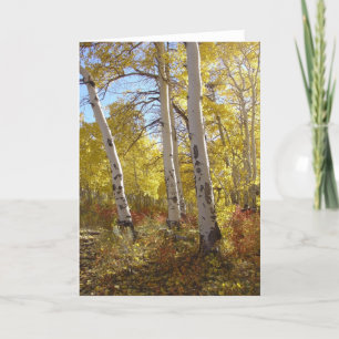 Cartão Autumn Aspen All Occasion Greeting