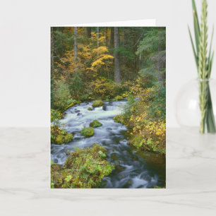 Cartão Autumn foliage & Douglas Fir Border Roaring River