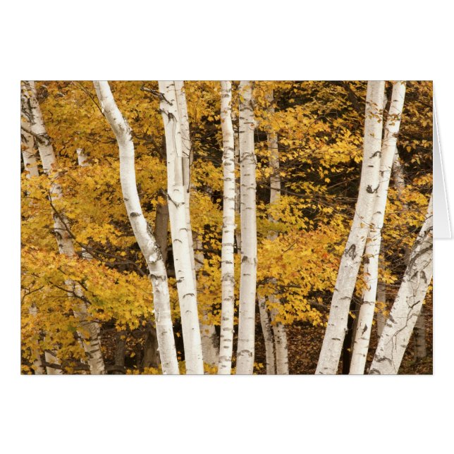 Cartão Autumn scape, Vermont, EUA (Frente Horizontal)