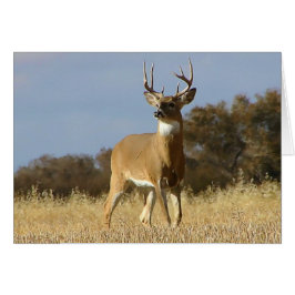 Cartão Autumn Whitetail Buck