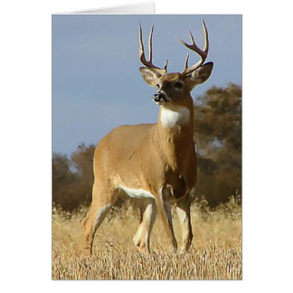 Cartão Autumn Whitetail Buck
