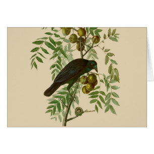 Cartão Ave Negra Americana da Audubon