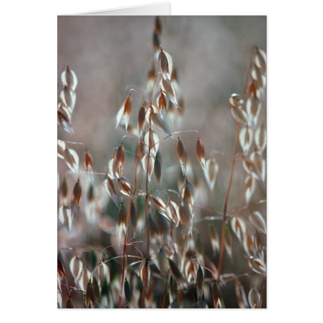 Cartão Aveia De Ripe (Avena Sativa) Fechar. Ceres, Boland (Frente)