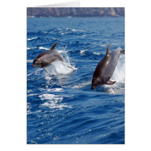 Cartão Aventura do golfinho
