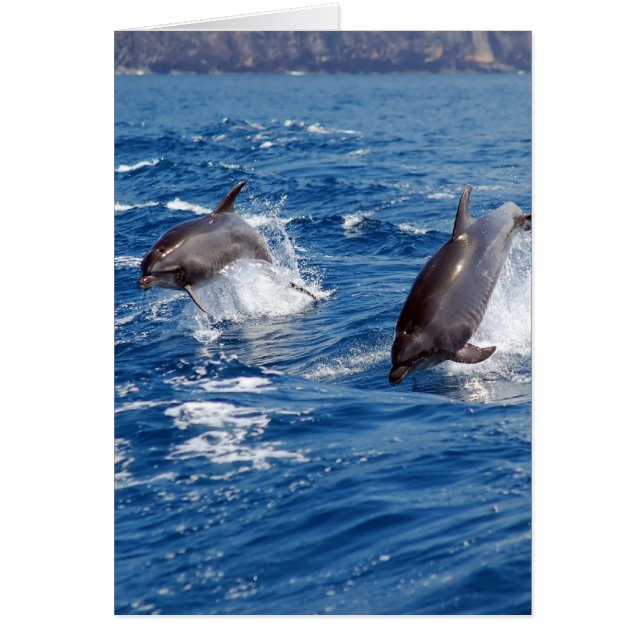 Cartão Aventura do golfinho (Frente)