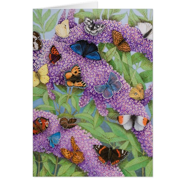 Cartão Aventurando-se 2011 (Frente)