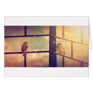 Cartão Aves ao sol da noite
