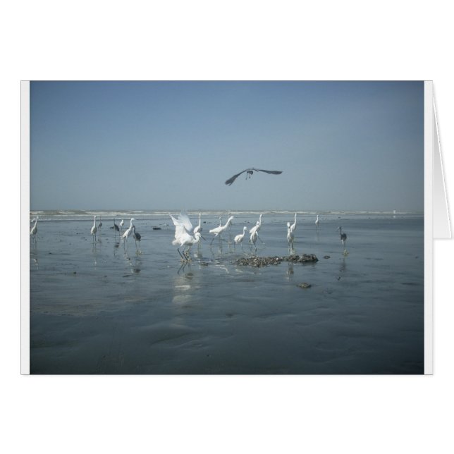 Cartão Aves brancas alimentam hakuna matata.JPG (Frente Horizontal)