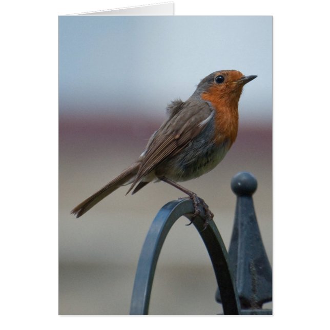 Cartão Aves canoras britânicas: Pisco de peito vermelho (Frente)