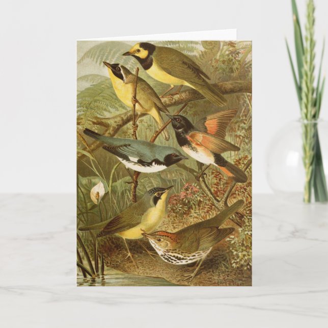 Cartão Aves da América do Norte | Gustav Mü tzel (Frente)