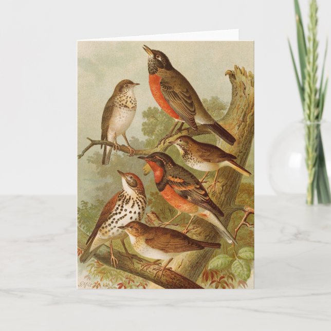 Cartão Aves da América do Norte | Gustav Mü tzel (Frente)