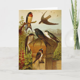 Cartão Aves da América do Norte Gustav Mü tzel
