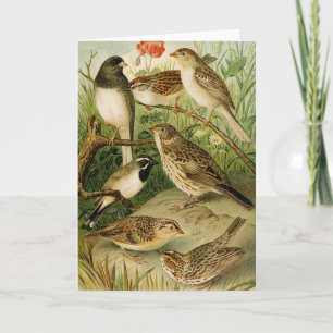 Cartão Aves da América do Norte Gustav Mü tzel