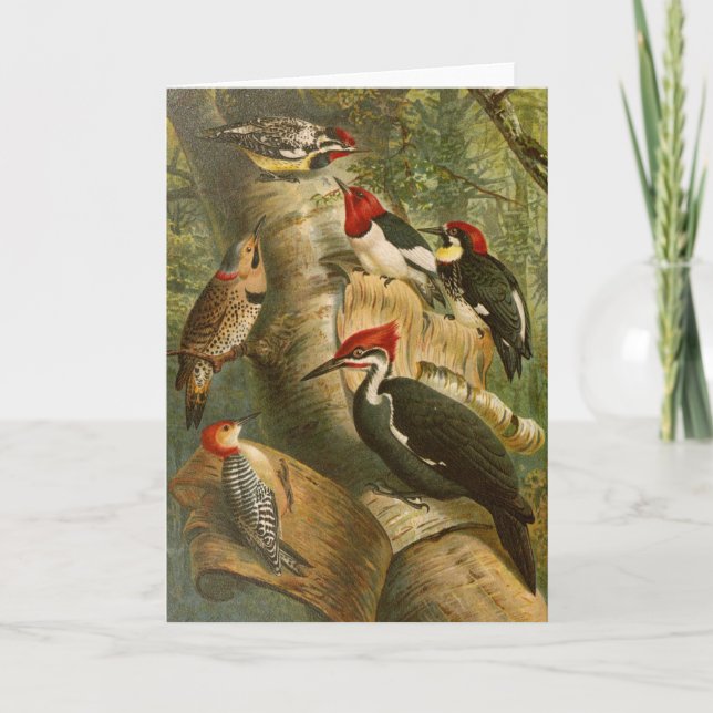 Cartão Aves da América do Norte | Gustav Mü tzel (Frente)