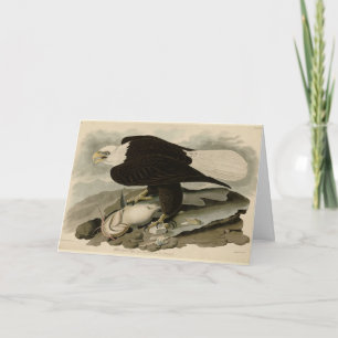 Cartão Aves de Audubon com cabeça branca (Águia Balda) da