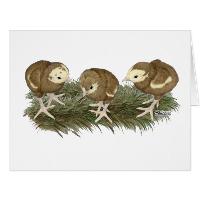 Cartão Aves de capoeira de chocolate (Frente horizontal)