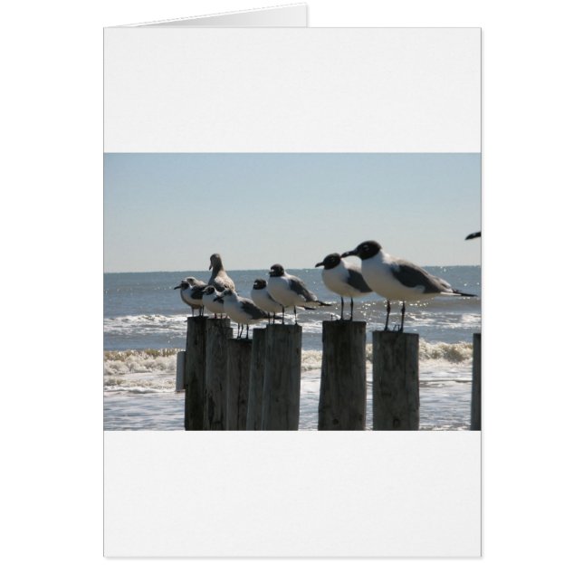 CARTÃO AVES MARÍTIMAS (Frente)