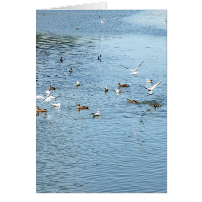 Cartão Aves No Rio De Verão (Frente)