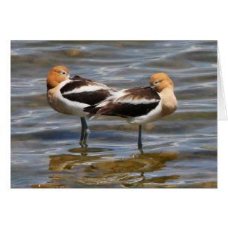 Cartão Avocet americano