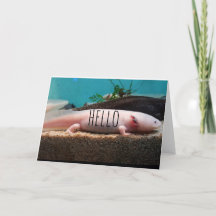 Axolotl leucístico