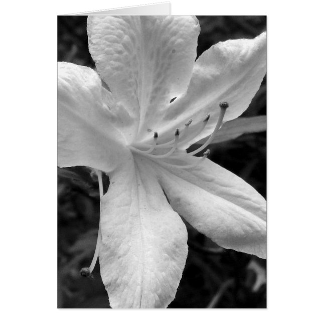 Cartão Azalea (Frente)