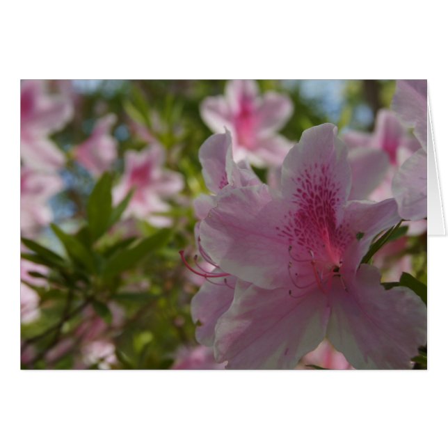 Cartão Azalea Aloha! (Frente horizontal)