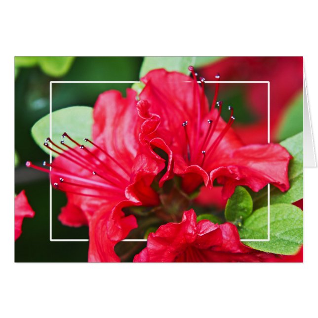 Cartão Azalea Blossoms (Frente Horizontal)