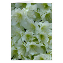 Azalea Branco Flor de Patches