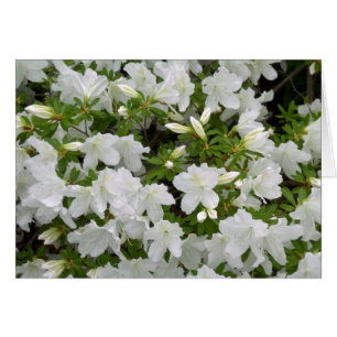 Cartão Azalea Bush Branca Flores em Bloom Todas Ocasiões