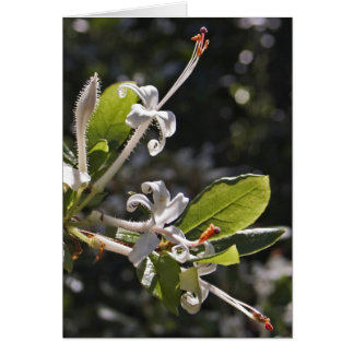 Cartão Azálea de pântano