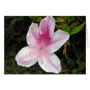 Cartão Azalea rosa e branca