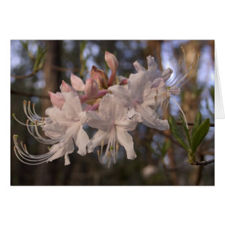 Cartão Azálea selvagem
