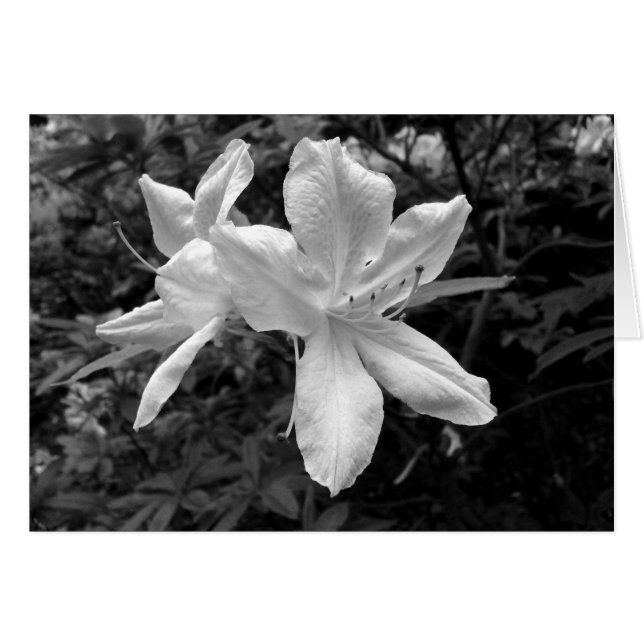 Cartão Azaleas / Rhododendrons em B&W (Frente Horizontal)