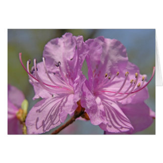 Cartão Azaleas Rosa