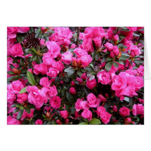 Cartão Azaleas Rosa