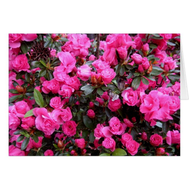 Cartão Azaleas Rosa (Frente Horizontal)
