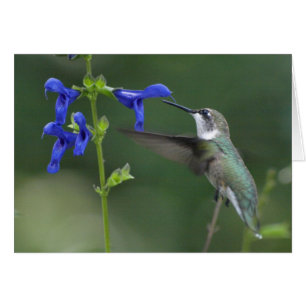 Cartão Azul 2 da safira do salvia do pássaro do zumbido