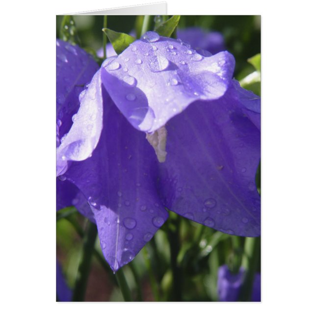 Cartão azul de Bell (Frente)