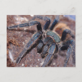 Cartão Azul de Frasco Verde Postado