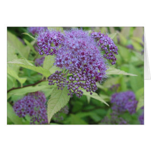 Cartão Azul e limão