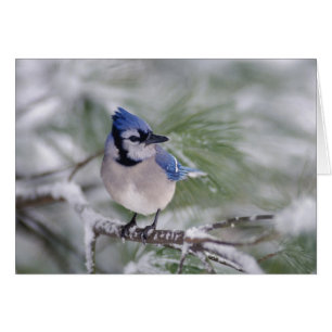 Cartão Azul Gaio, Cyanocitta cristata
